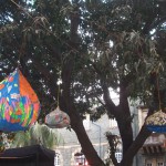 Hanging Fruits